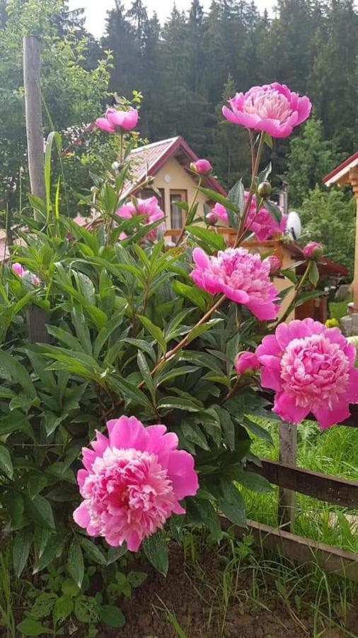 Forest Vibes Spa Cimpu lui Neag Luaran gambar