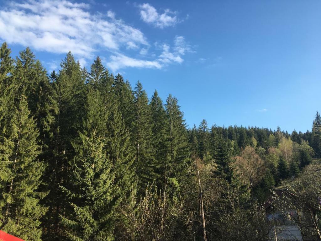 Forest Vibes Spa Cimpu lui Neag Luaran gambar